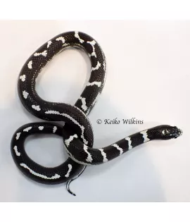 Black and White California Kingsnake