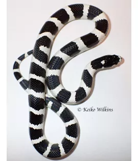 Black and White California Kingsnake