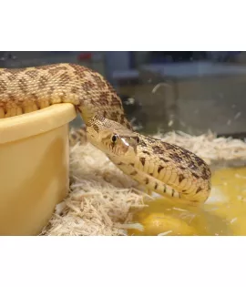 Stillwater Bullsnake Het for Hypo