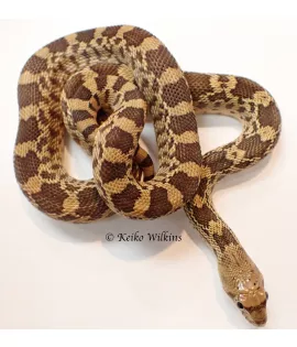 Stillwater Bullsnake Het for Hypo