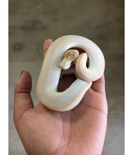 Champagne Ball Python