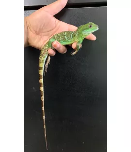 Chinese Water Dragon