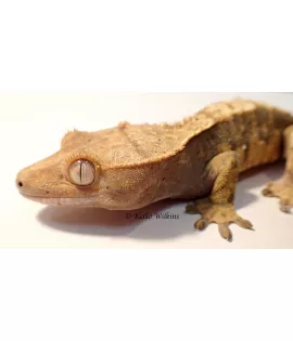 Crested Gecko