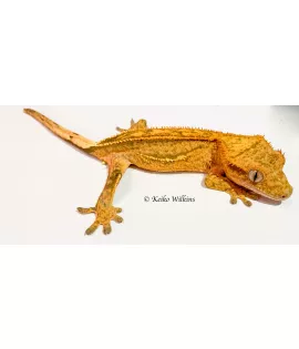 Crested Gecko