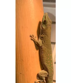 Giant Day Gecko