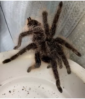 Curly Hair Tarantula