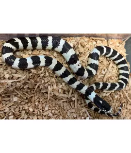 Desert California Kingsnake Het for Amelanistic