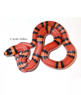 Extreme Hypomelanistic Honduran Milksnake - Female