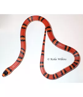 Extreme Hypomelanistic Honduran Milksnake - Female