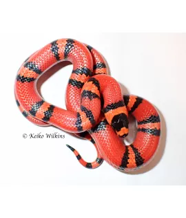 Extreme Hypomelanistic Honduran Milksnake - Female