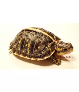 Florida Box Turtle - Baby