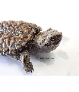 Florida Snapping Turtle - Baby