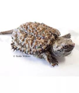 Florida Snapping Turtle - Baby