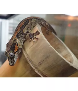 Red Stripe Gargoyle Gecko