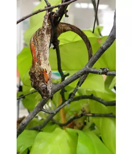 Red Stripe Gargoyle Gecko