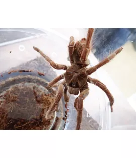 Goliath Birdeater Tarantula