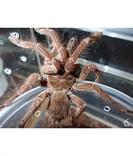 Goliath Birdeater Tarantula
