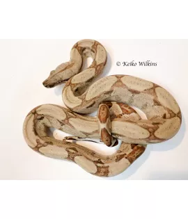 Hypomelanistic Boa Constrictor