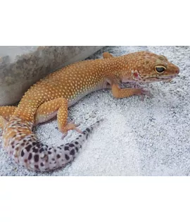 Leopard Gecko - Adult