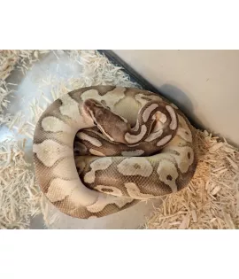 Lesser Pastel Ball Python