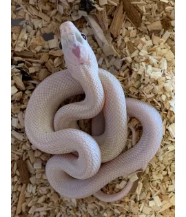 Leucistic Texas Ratsnake - Baby