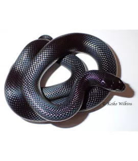 Mexican Black Kingsnake