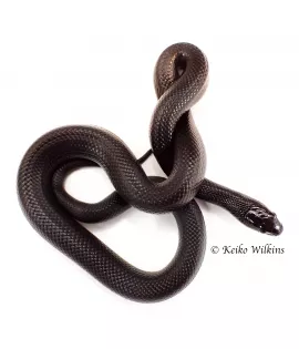 Mexican Black Kingsnake