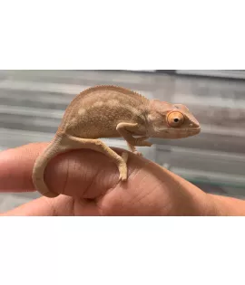 Panther Chameleon - Juvenile