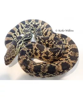 Louisiana Pine Snake