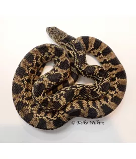 Louisiana Pine Snake