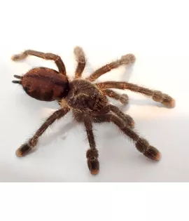 Pink Toe Tarantula