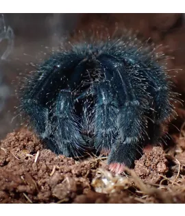 Pink Toe Tarantula