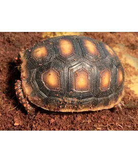 Red-Footed Tortoise - Baby