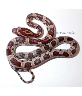 Corn Snake (Red Ratsnake) - Baby