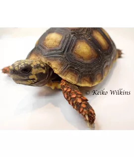 Red-Footed Tortoise - Baby