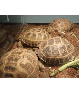 Russian Tortoise - Female