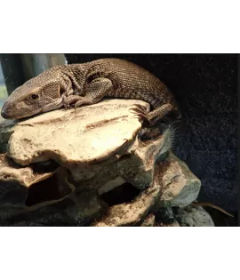 Savannah Monitor - Juvenile