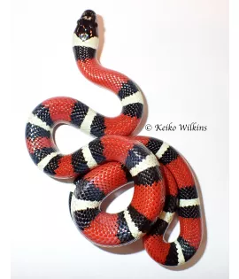 Sinaloan Milksnake - Male