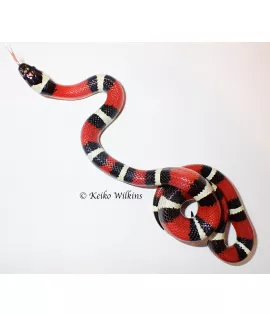 Sinaloan Milksnake - Male