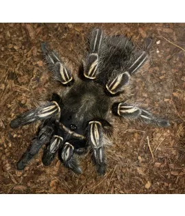 Skeleton Leg Tarantula
