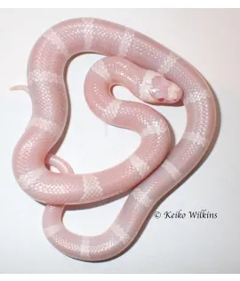 Snow Honduran Milksnake - Female