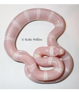 Snow Honduran Milksnake - Female