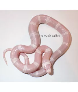 Snow Honduran Milksnake - Female