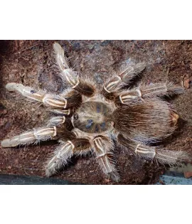 Striped Knee Tarantula