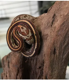 Tessera Corn Snake - Baby