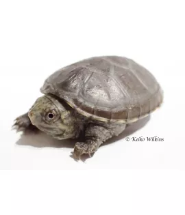 White Lipped Mud Turtle - Baby