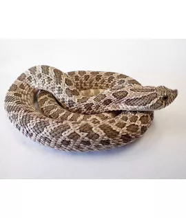 Male Hognose Snake