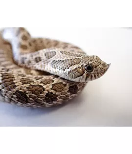 Male Hognose Snake