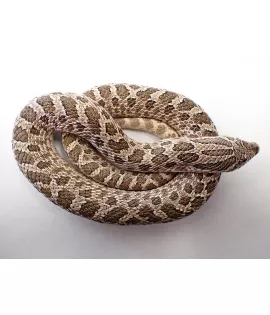 Male Hognose Snake