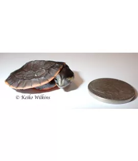 Pink Belly Side Neck Turtle - Baby